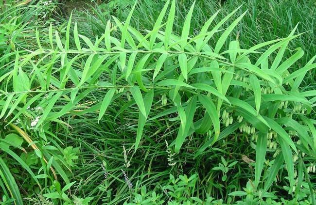 黄精种植前景如何