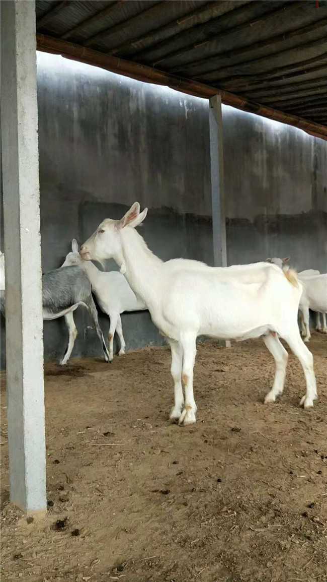 昆明萨能奶山羊批发