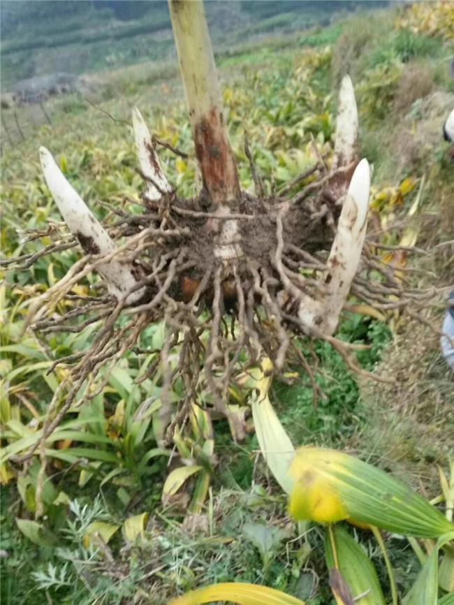 正规白芨种植加盟