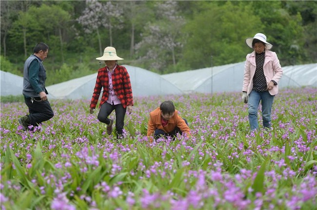 大白芨种植基地