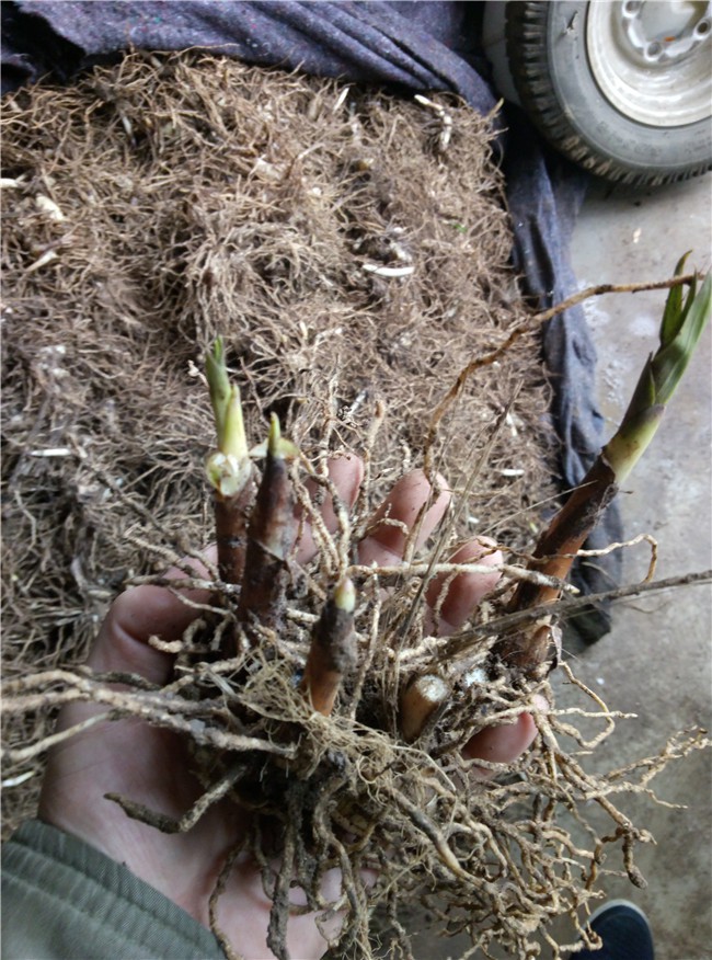 合肥白芨种植厂家热情服务