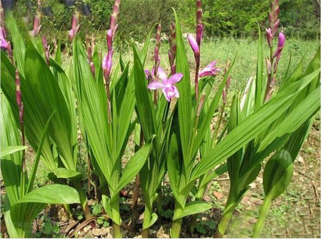 杭州白芨种植