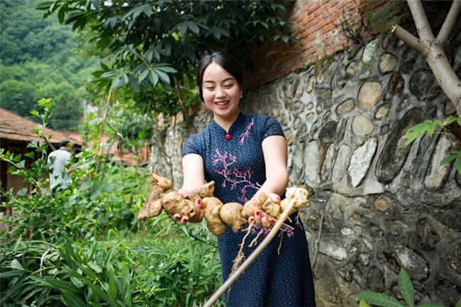 兰州黄精种植基地