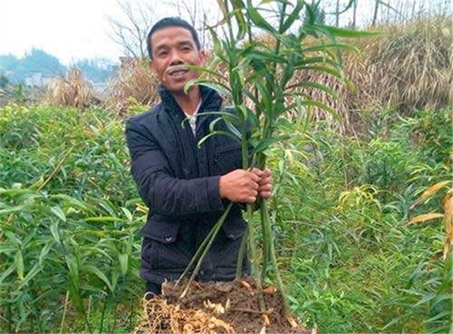 太原黄精种植基地施工方案说明