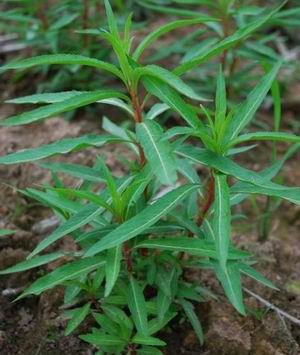 赶黄草提取物 10:1 TLC