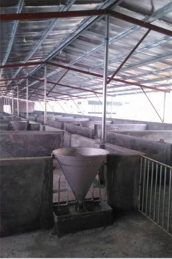 郑州母猪自动饲喂系统