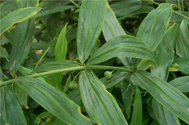 湖北黄精种植基地