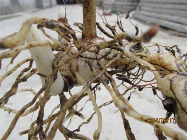 广东白芨种植今日价格报表