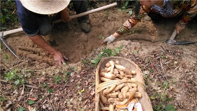 银川天麻种植