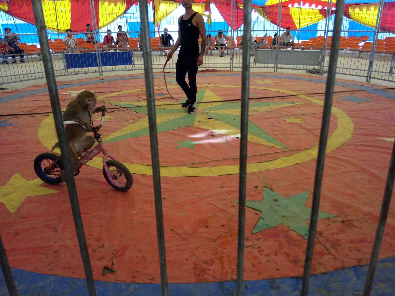 狗熊跳绳表演 猴子踩高跷表演团队 杂技猴子骑自行车出租价格
