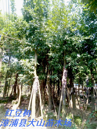 移植红豆树20公分