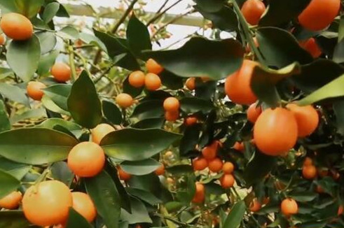 种植脆蜜金柑每亩收入多少钱-柳城脆蜜金柑苗批发价格柳江脆蜜金柑苗哪里有卖