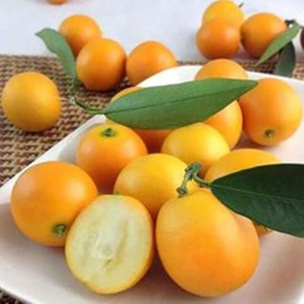 脆蜜金柑的种植前景怎么样-来宾哪里有脆蜜金柑苗卖桂林脆蜜金柑苗多少钱一株