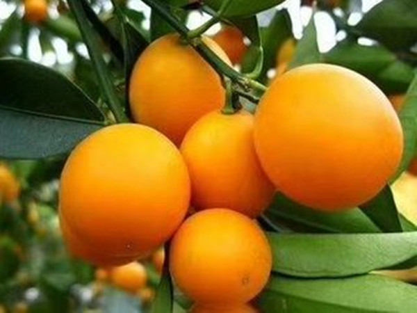 种植脆蜜金柑每亩收入多少-贵港哪里有脆蜜金柑卖玉林脆蜜金柑苗价格多少钱一株