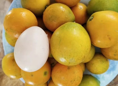 种植什么柑橘品种市场前景好-北海脆蜜金柑苗供应价格钦州脆蜜金柑苗哪里有卖