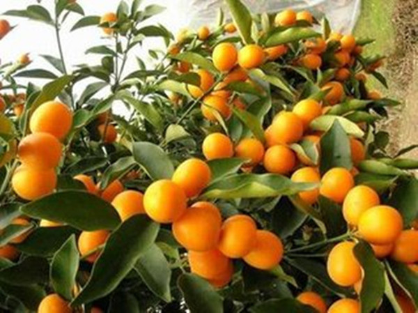 脆蜜金柑怎么种植-桂林脆蜜金柑苗批发价格贺州脆蜜金柑苗哪里有卖