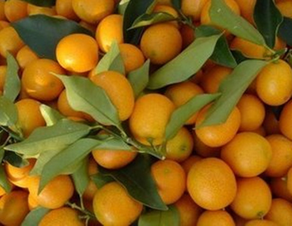 种植什么果树市场价格高-百色脆蜜金柑苗批发供应宜州脆蜜金柑苗哪里有卖