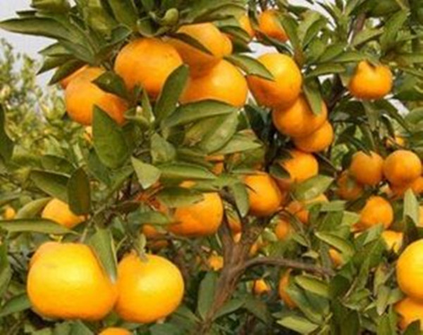 脆蜜金柑怎么栽培管理-贺州脆蜜金柑苗批发价格梧州脆蜜金柑苗哪里有卖