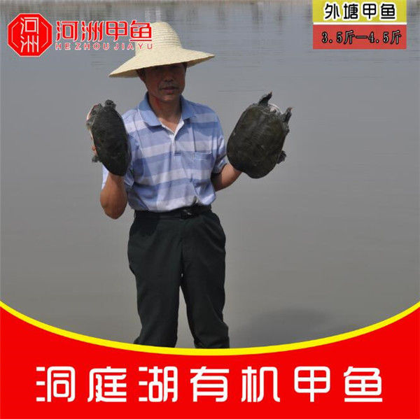 武汉野生甲鱼价格-河洲水产贸易企业资讯
