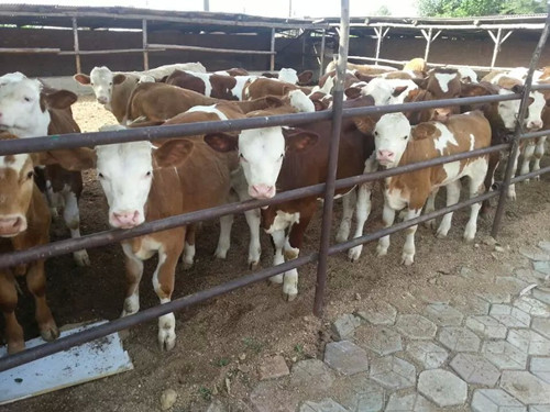 忻州牲畜市场欢迎您免费咨询