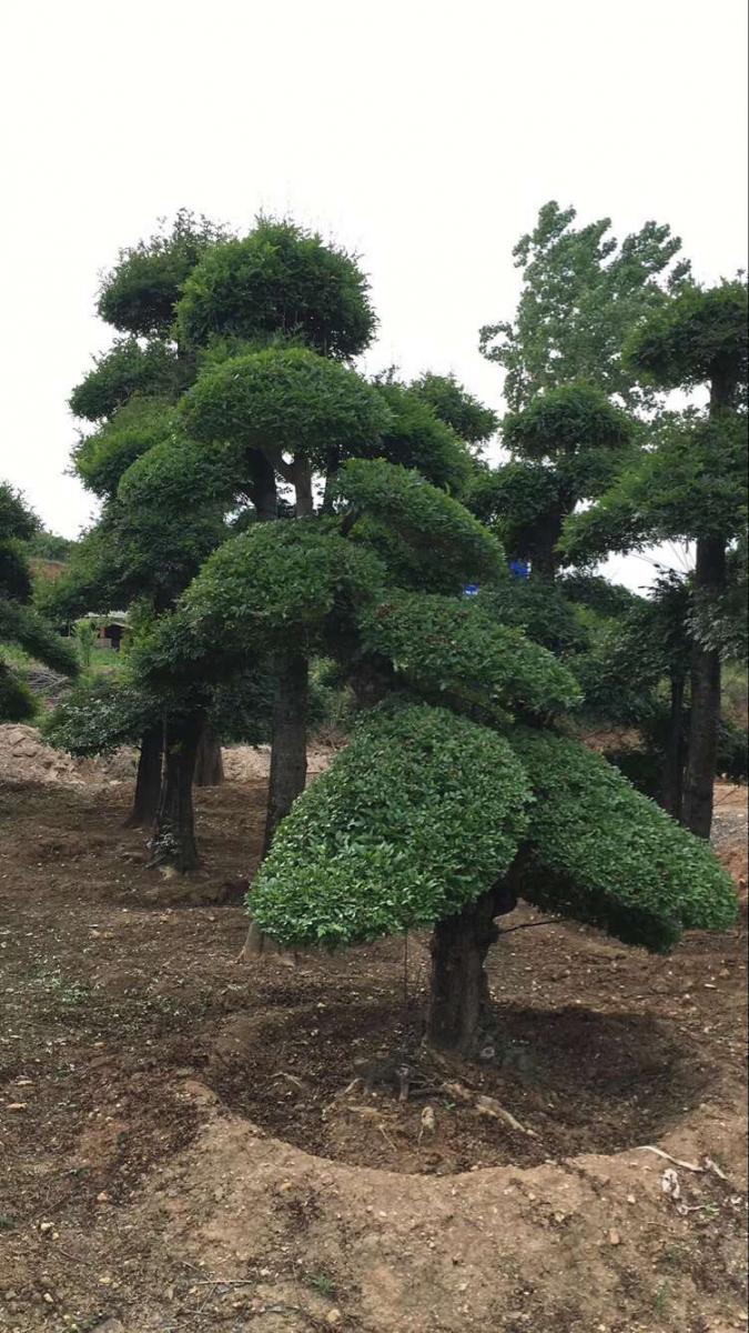 京山对节白蜡价格多少