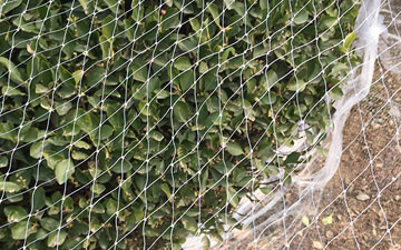 泥鳅塘防鸟天网的安装方法_登隆丝网