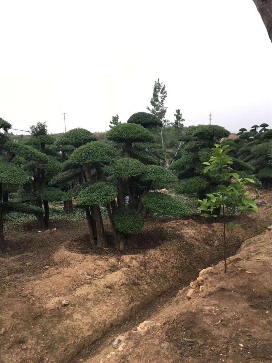 丛生对节白蜡——湖北造型对节白腊