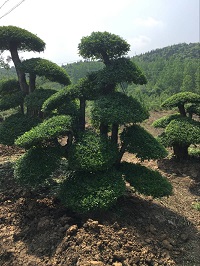 湖北对节白蜡价格批发