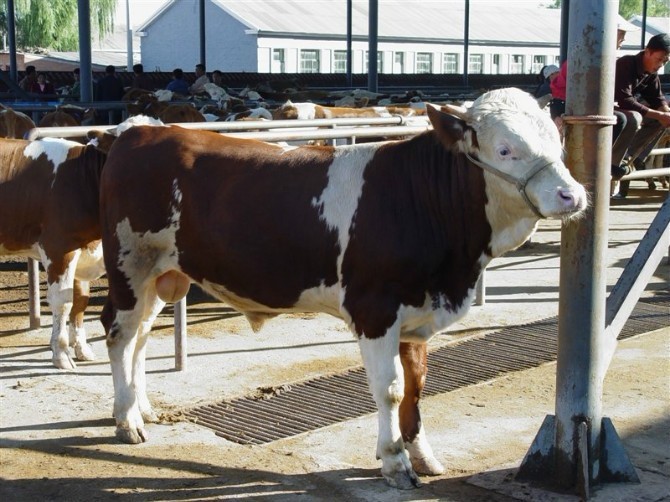 山西肉牛犊品种好价格低出肉率高