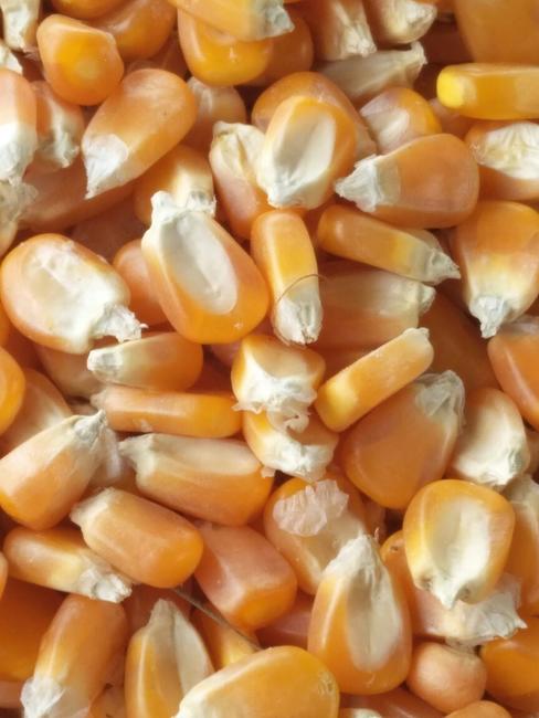 最新玉米价格，常年收购大量玉米 收购玉米最新价格