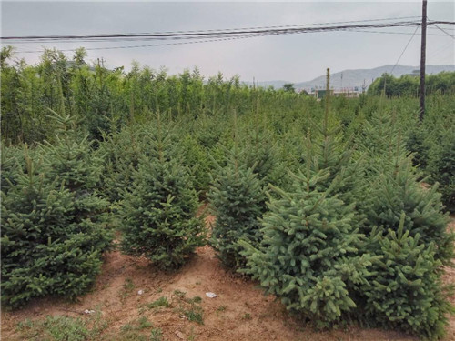 甘肃云杉基地种植规模怎么样