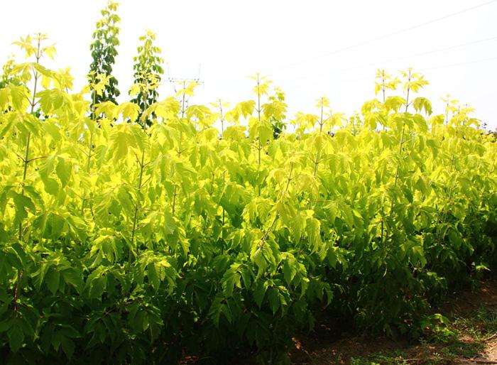 山东潍坊金叶复叶槭基地大量低价出售6-12cm金叶复叶槭苗子