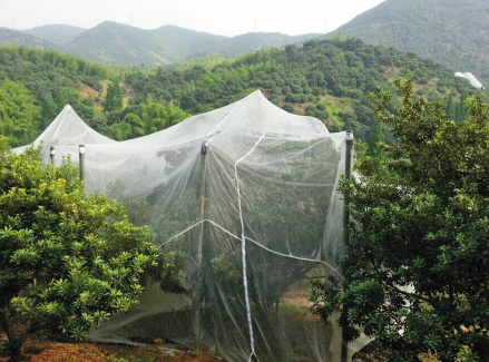 枇杷种植专用防虫网果树防虫脱毒加宽纱网