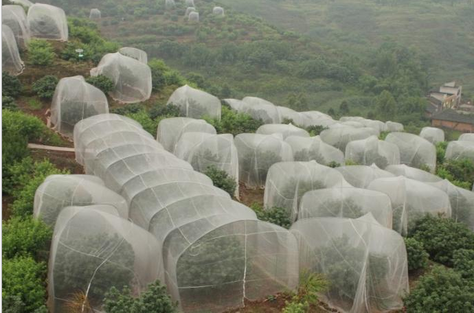 专业生产脐橙种植专用防虫网果树加宽幅防虫网质量好耐用