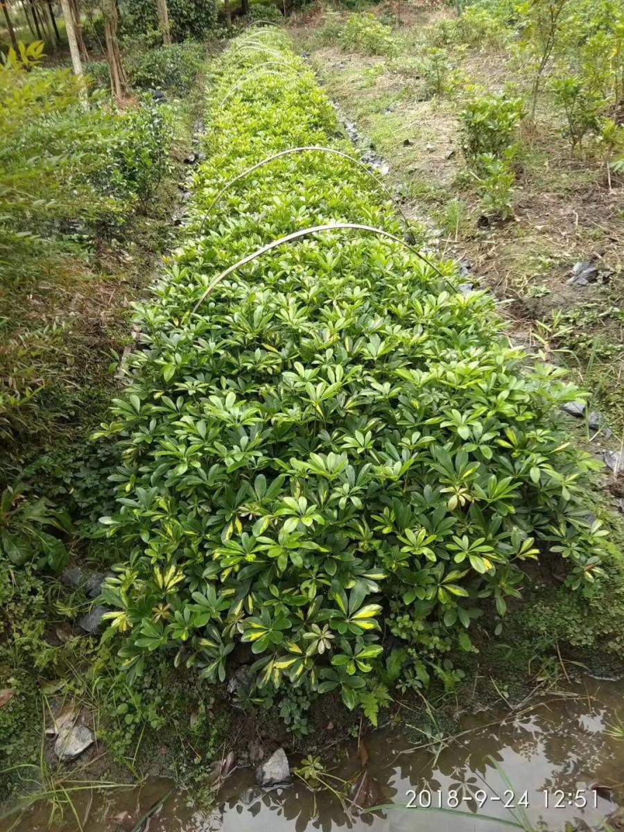 重庆鸭脚木基地 贵州鸭脚木批发基地 鸭脚木工程苗