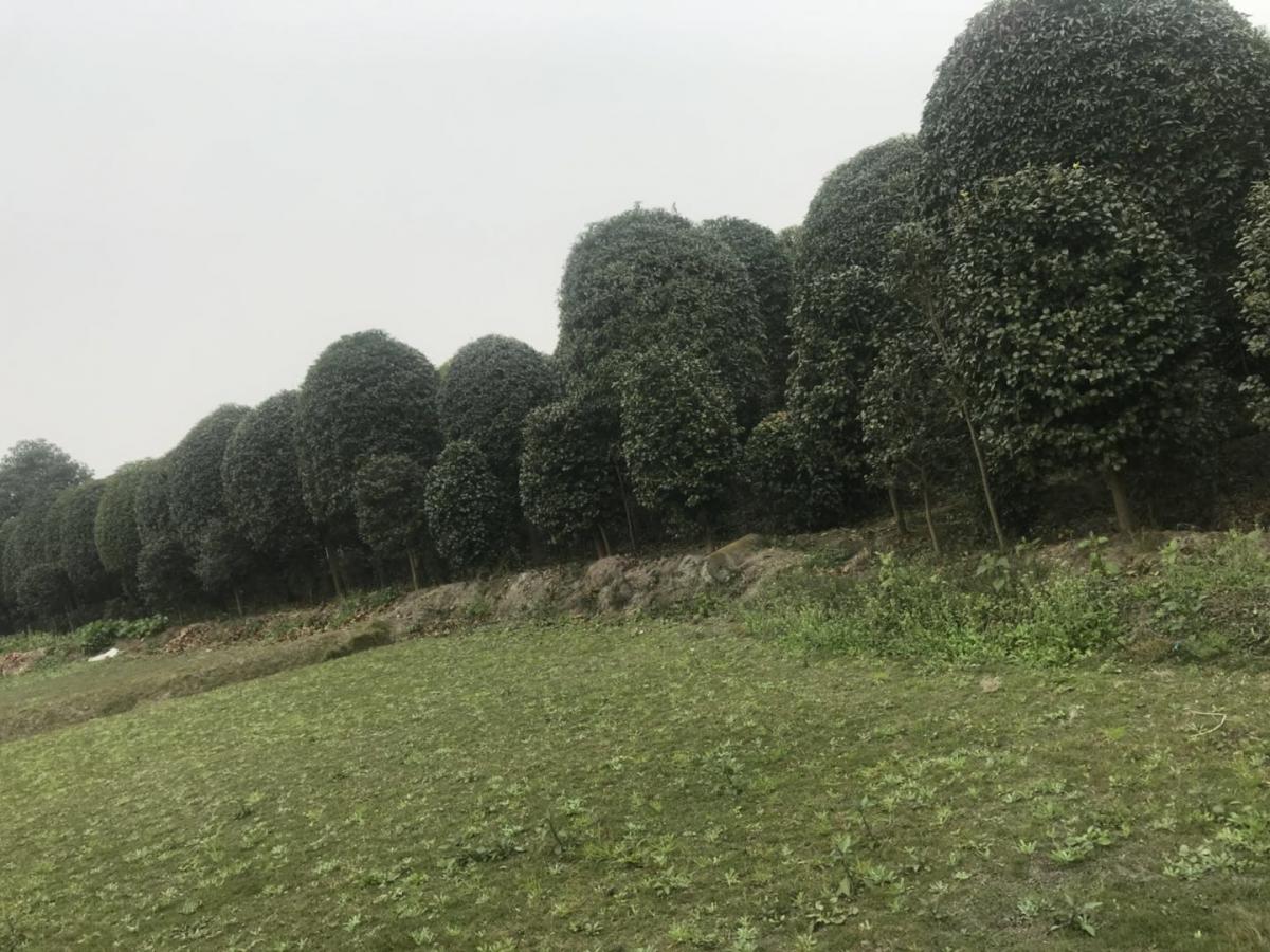 高杆桂花基地 成都桂花出售 贵州独杆桂花批发基地