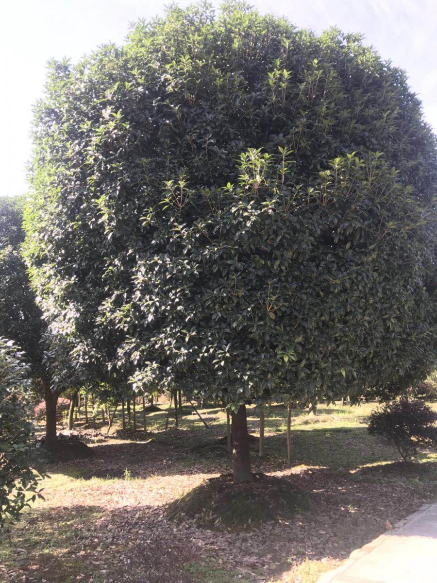 贵州独杆桂花基地 批发桂花基地 桂花种植基地