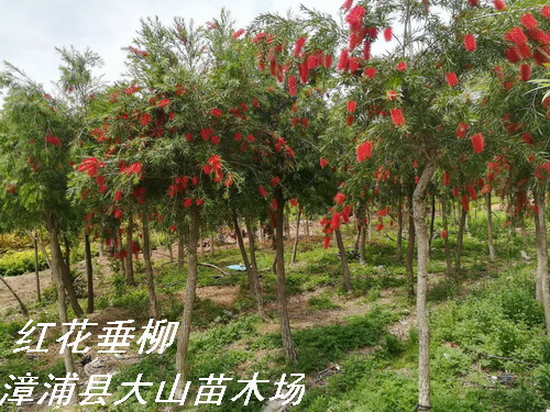 红垂柳（花期特别长）