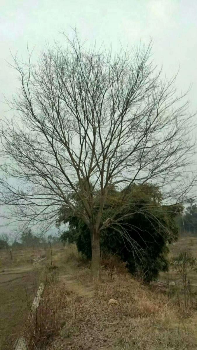 朴树基地 朴树10公分价格 朴树批发 朴树工程苗