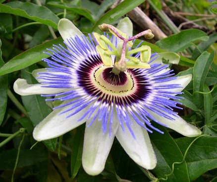 西番莲提取物 Passion Flower P.E.百香果、西番果、巴西果、鸡蛋果提取物