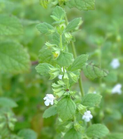 蜜蜂花提取物，香蜂草提取物 Lemon Balm P.E 3％黄酮, 10:1