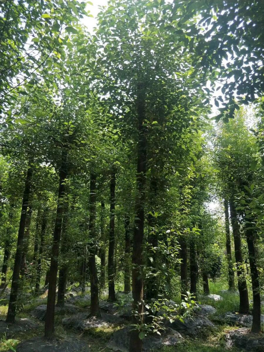 香樟批发基地 出售香樟 香樟工程苗 棒子香樟基地