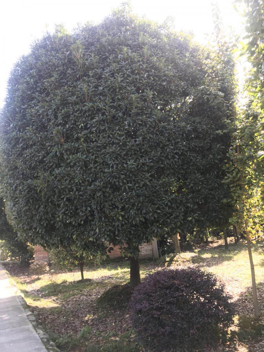 高杆桂花基地 批发高杆桂花 高杆桂花种植基地 