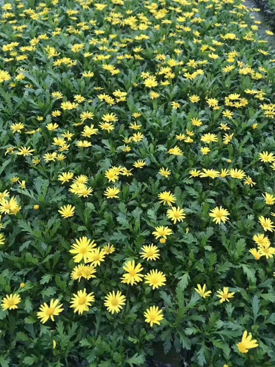 木春菊种植基地 木春菊批发 木春菊出售 重庆木春菊价格