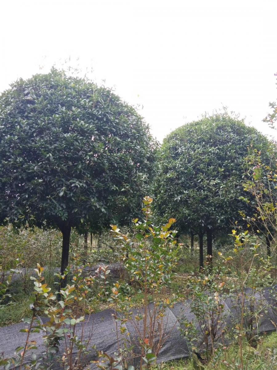 种植桂花基地 批发桂花 高杆桂花批发 贵州桂花基地