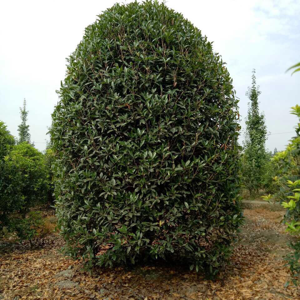 桂花笼子批发基地 笼子桂花基地 低分枝桂花基地 出售桂花