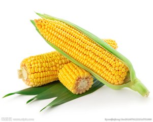 玉米提取物，玉米仁提取物，玉米粉 10:1 TLC