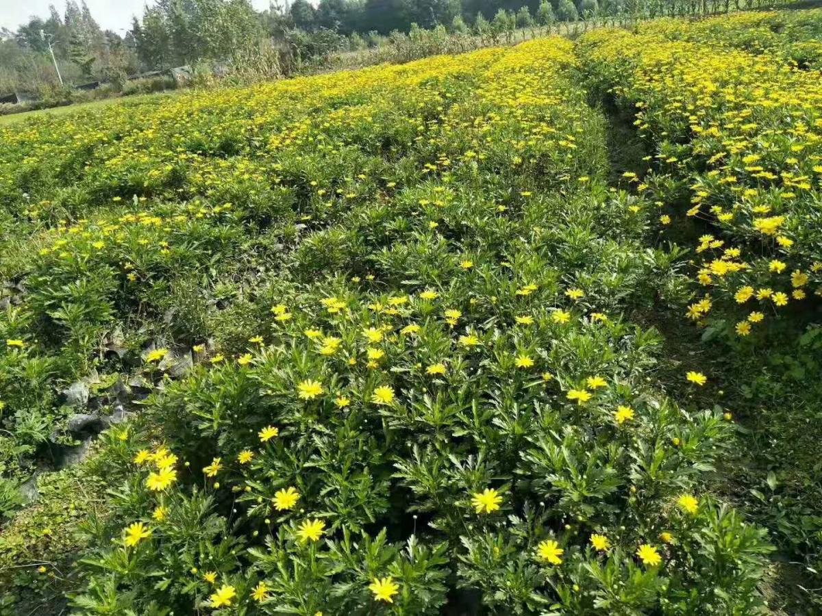 木春菊批发基地 木春菊基地 木春菊种植基地 木春菊批发