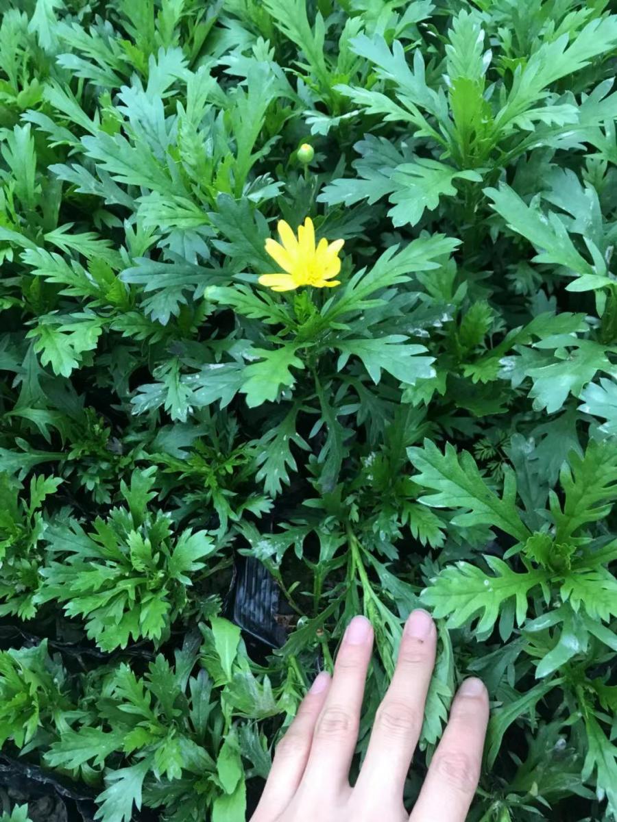 木春菊基地 木春菊批发价格 重庆木春菊出售 木春菊价格