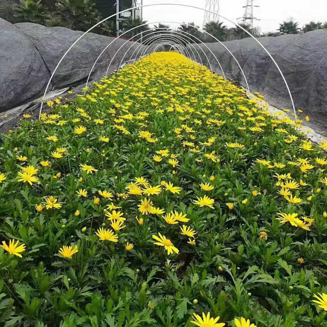 批发木春菊 木春菊工程苗 重庆木春菊基地 出售木春菊